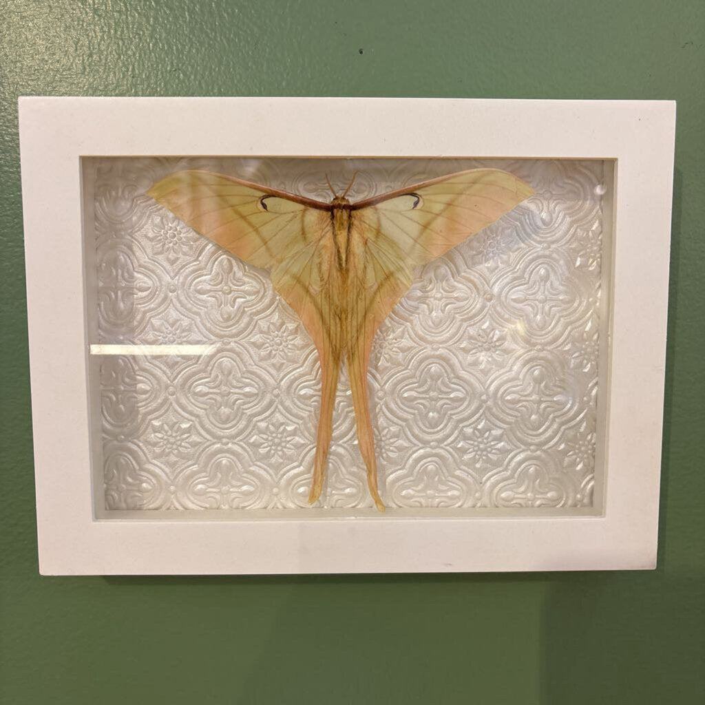 Pink Spirit Moth