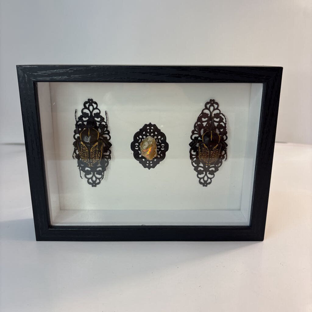 Fornasinius Beetles w/ Opal