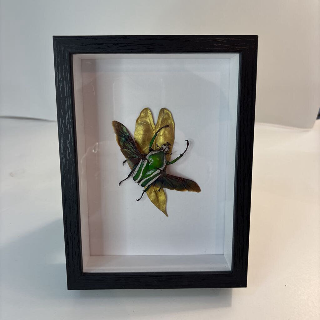 Derby's Flower Beetle