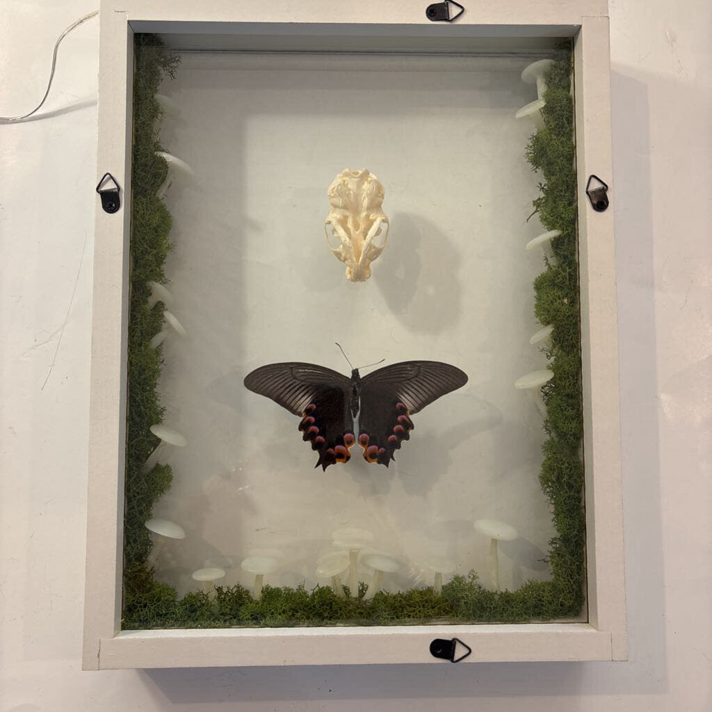 Mink Skull w/Papilio Butterfly & Mushroom Lights
