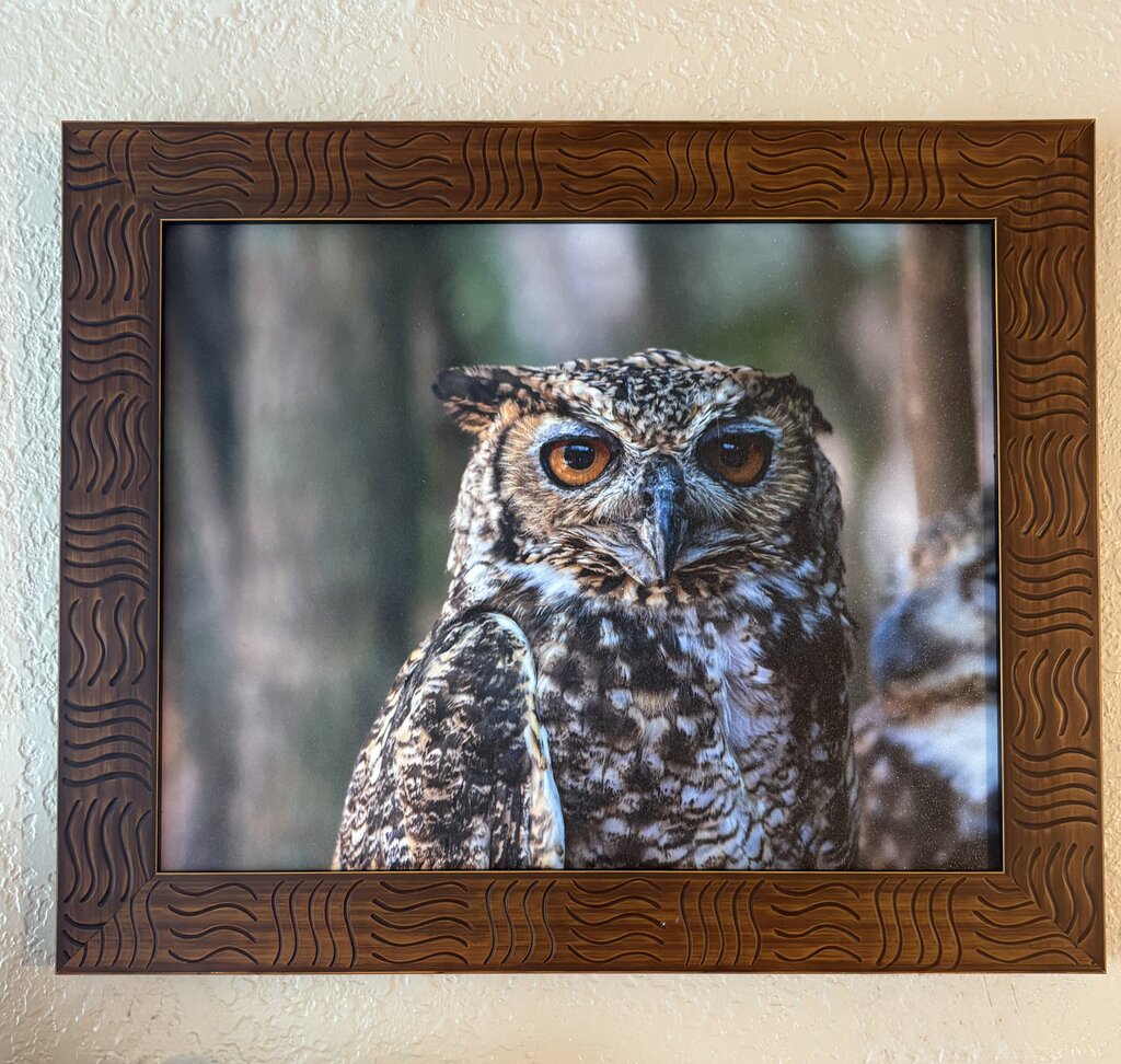 Framed Cape Eagle Owl- Baird Photography