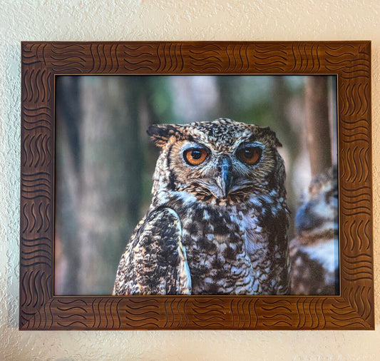 Framed Cape Eagle Owl- Baird Photography