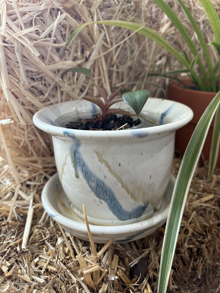 Stoneware Pottery Flowerpot w/Saucer