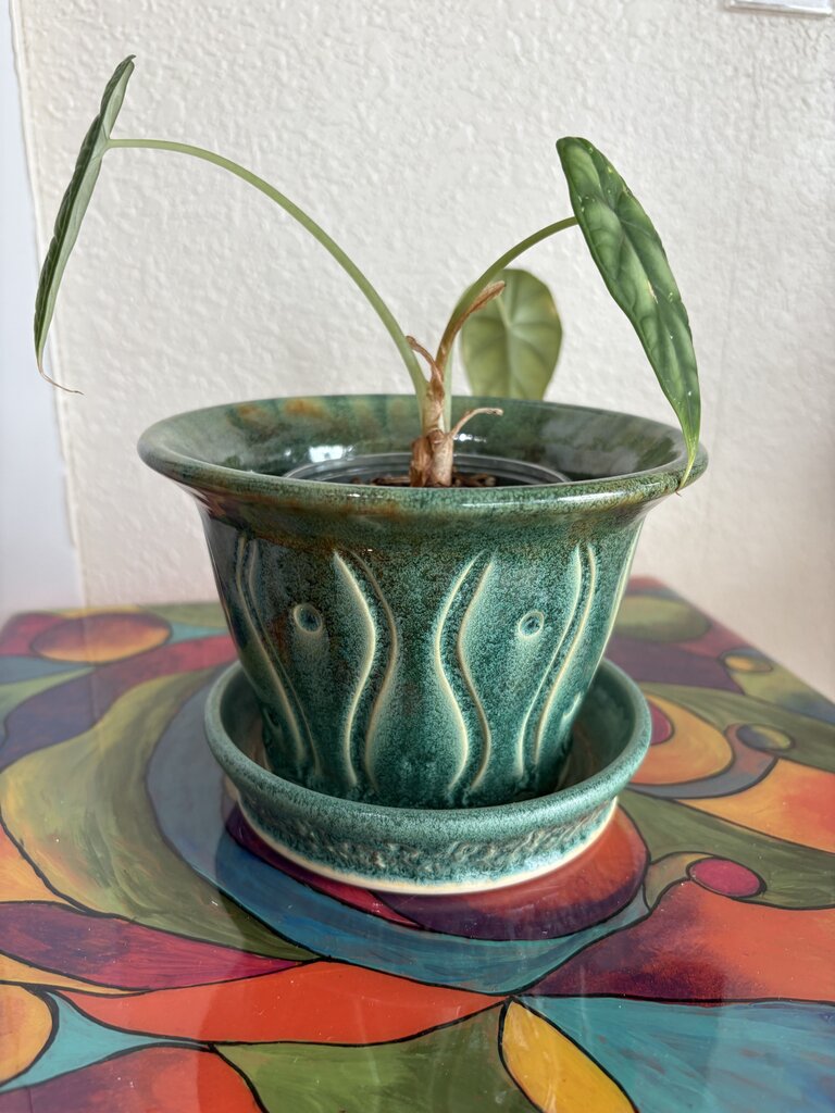Stoneware Pottery Flowerpot w/Saucer