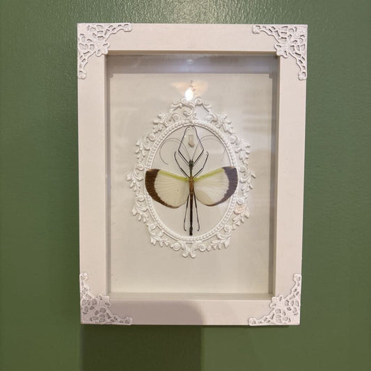 Yellow Umbrella Stick Insect