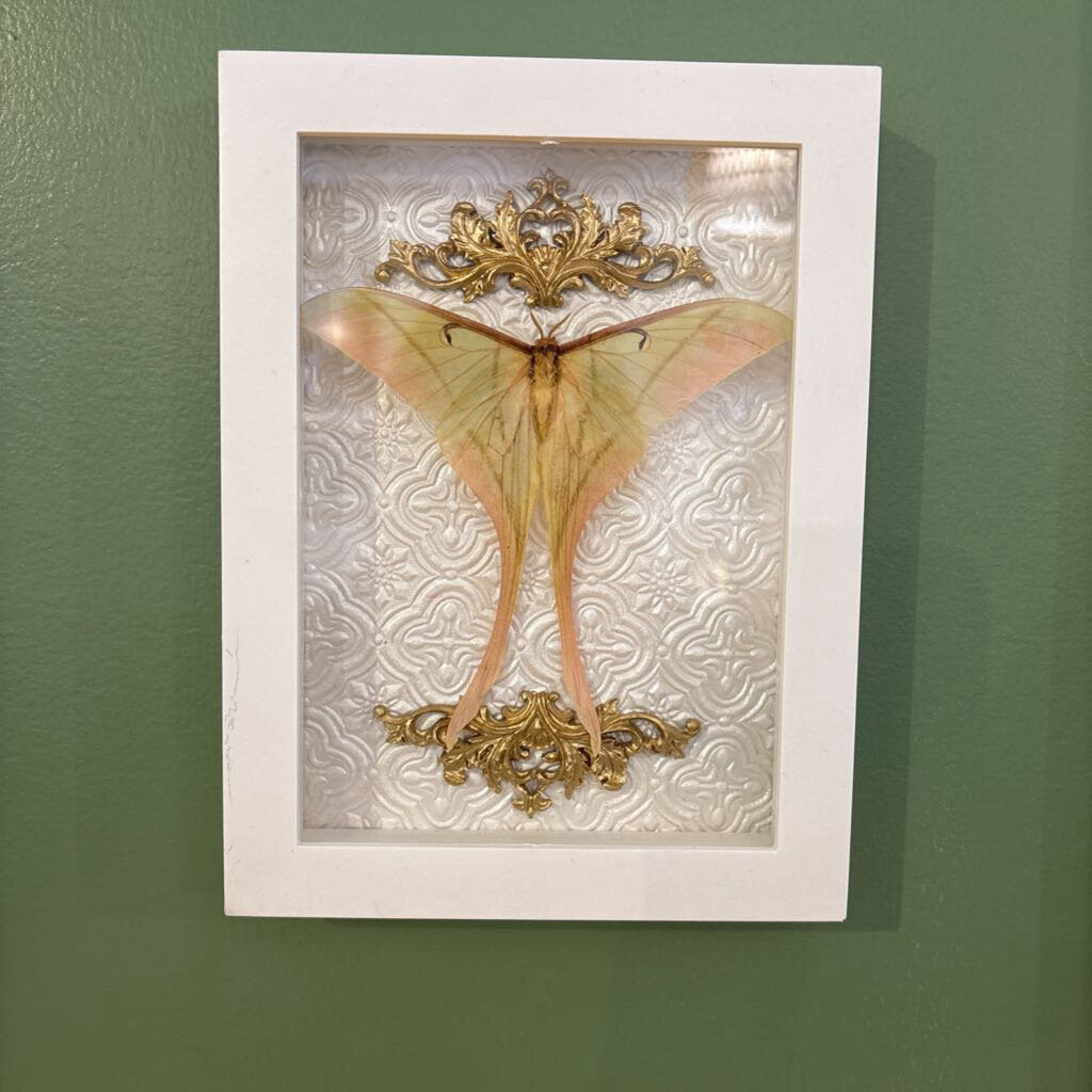 Pink Spirit Moth - Gold