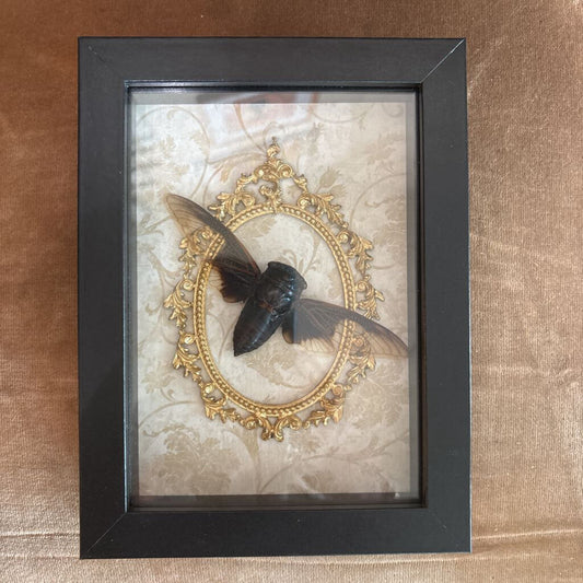 Giant Batwing Cicaida