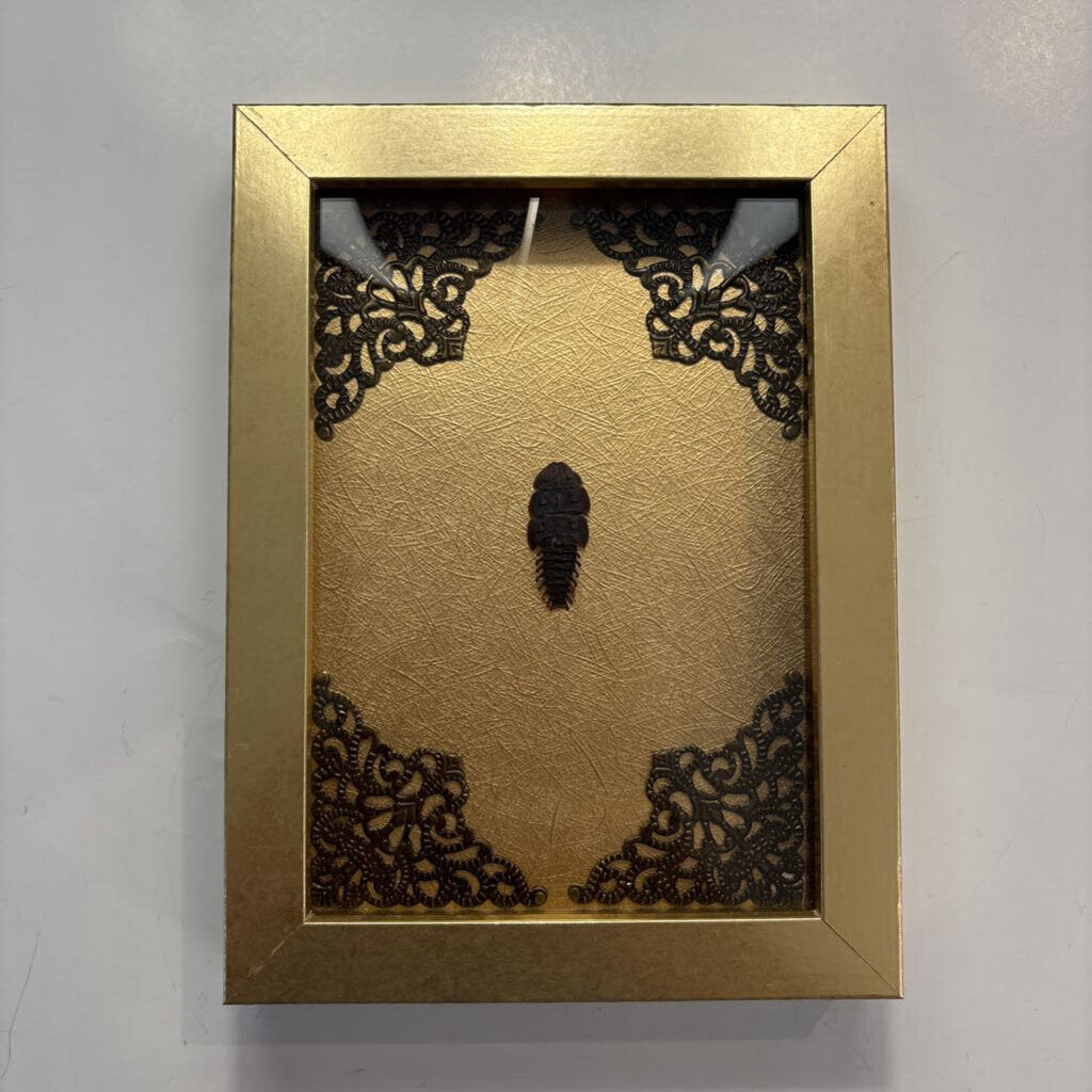 Female Trilobite Beetle