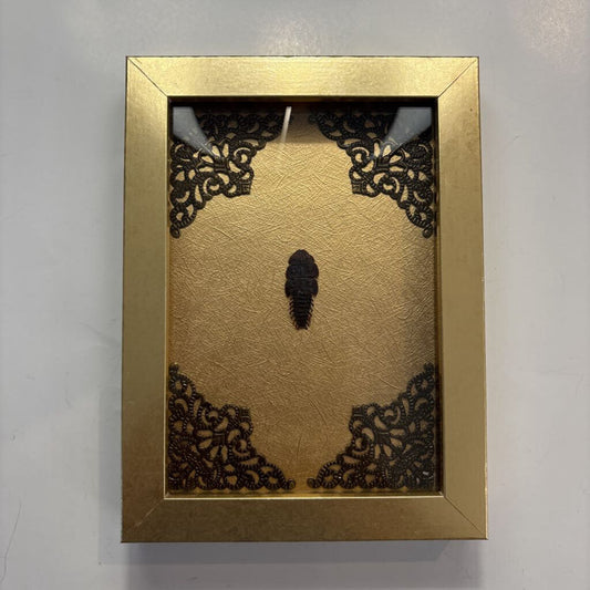 Female Trilobite Beetle