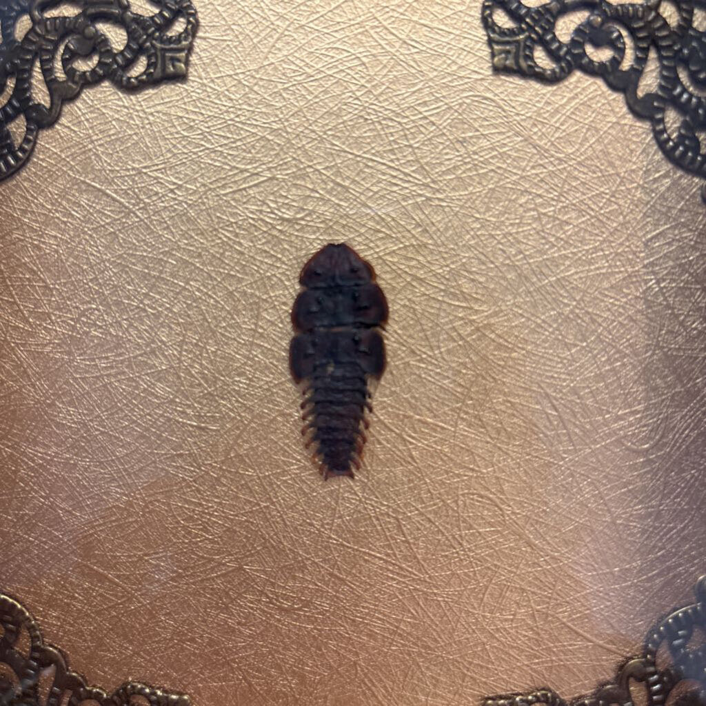 Female Trilobite Beetle