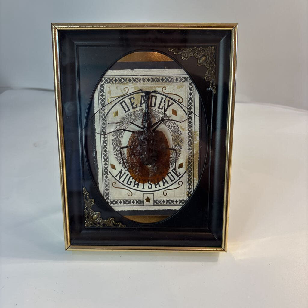 Violin Beetle- Nightshade