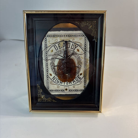 Violin Beetle- Nightshade