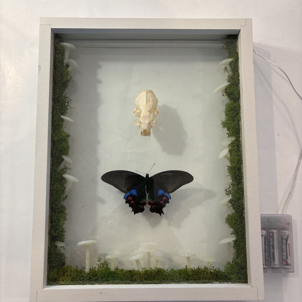 Mink Skull w/Papilio Butterfly & Mushroom Lights