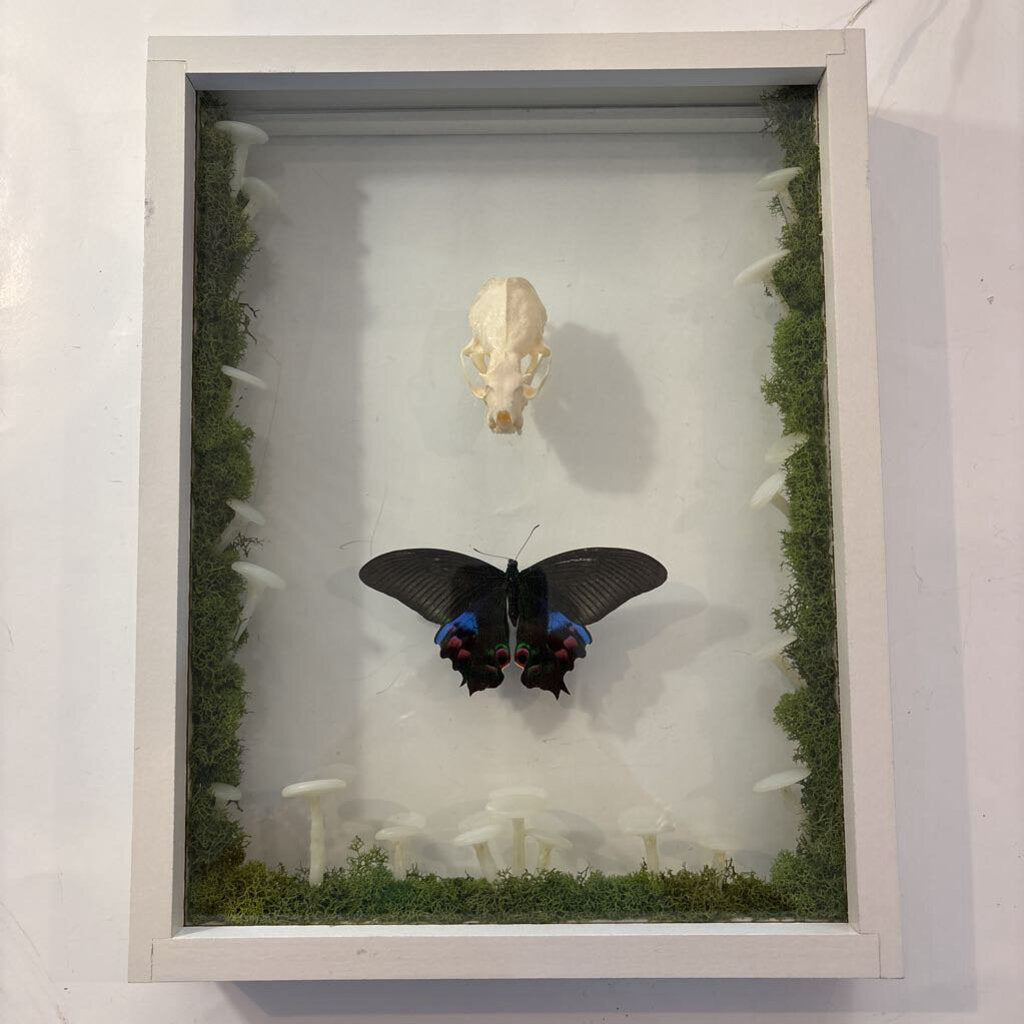 Mink Skull w/Papilio Butterfly & Mushroom Lights