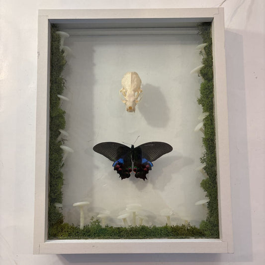 Mink Skull w/Papilio Butterfly & Mushroom Lights