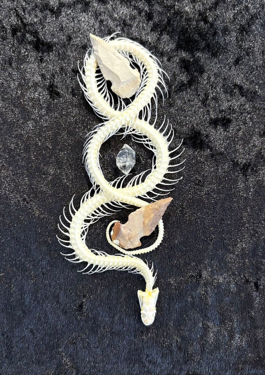 Framed Skeletal Snake w/Arrowheads