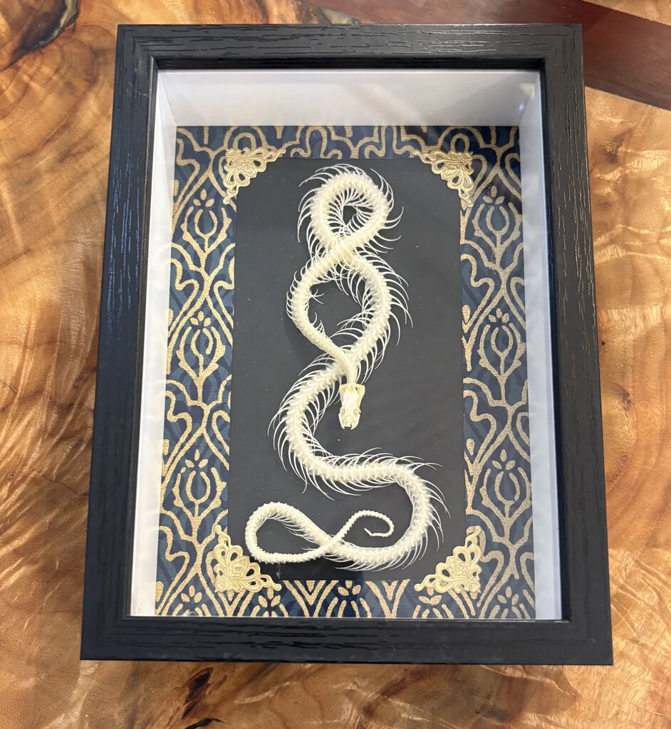 Framed Skeletal Snake- Gold Embellished